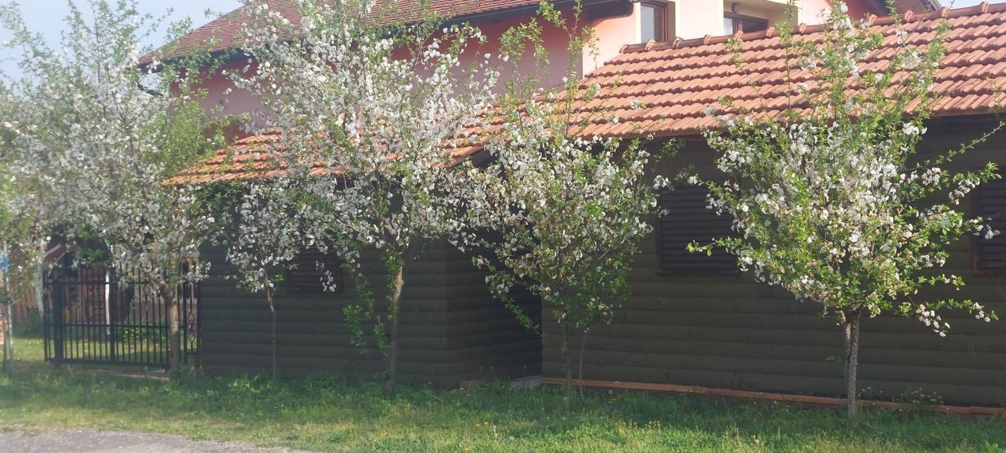 Kod Ane Daire Belavici Dış mekan fotoğraf
