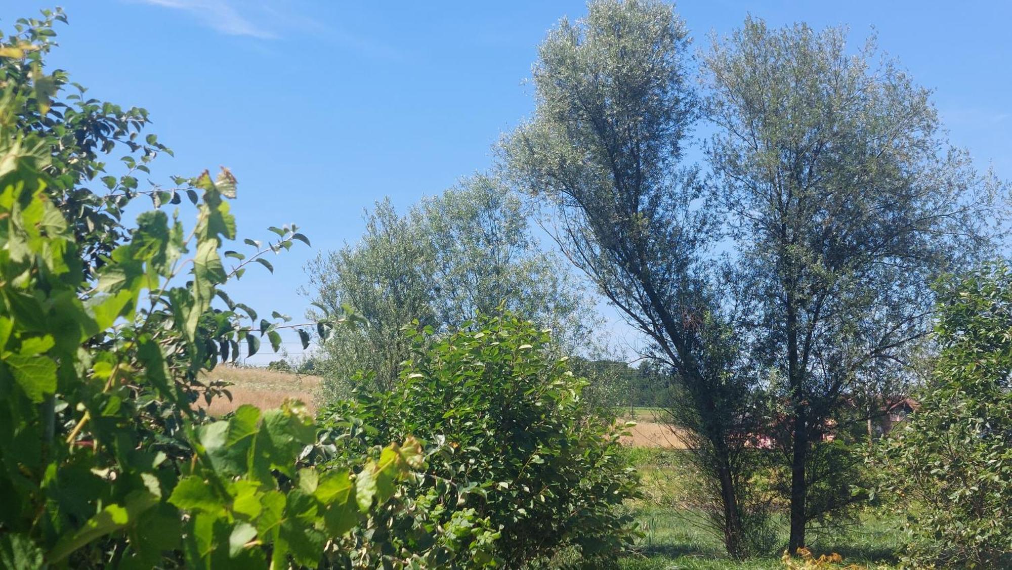 Kod Ane Daire Belavici Dış mekan fotoğraf