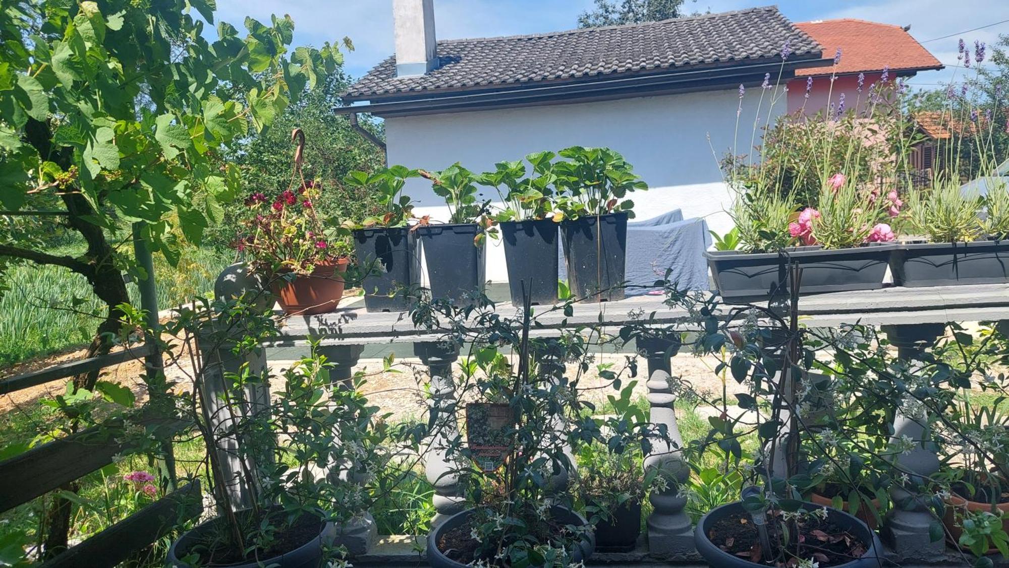 Kod Ane Daire Belavici Dış mekan fotoğraf