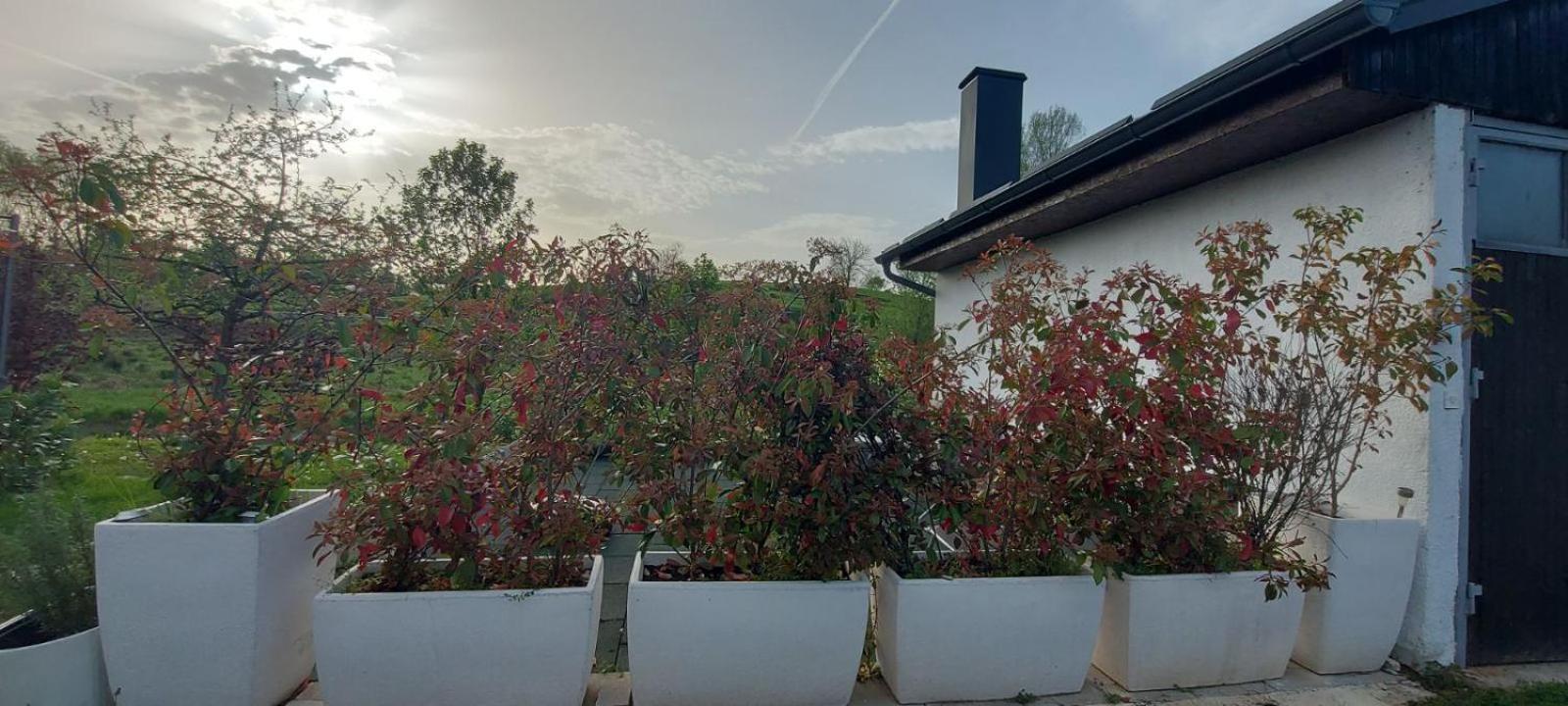Kod Ane Daire Belavici Dış mekan fotoğraf